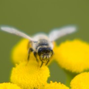 Pollen Image